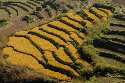 Rice Terrace